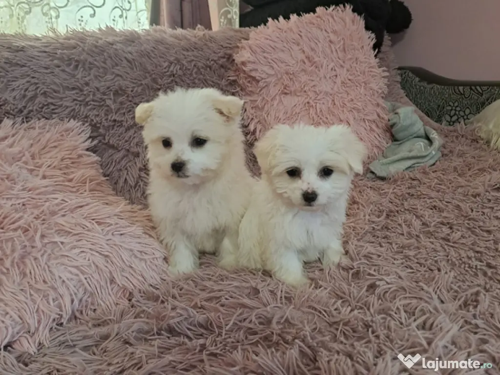 Pui Bichon Maltez – fetițe 