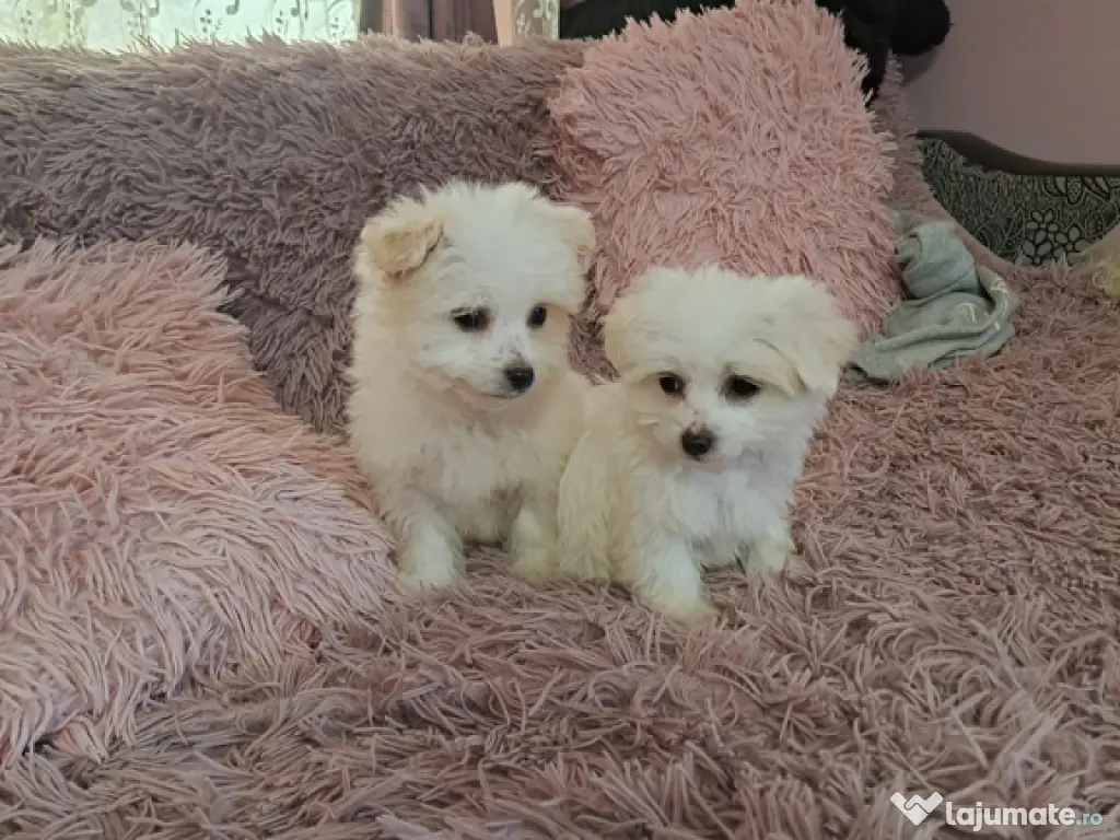 Pui Bichon Maltez – fetițe 