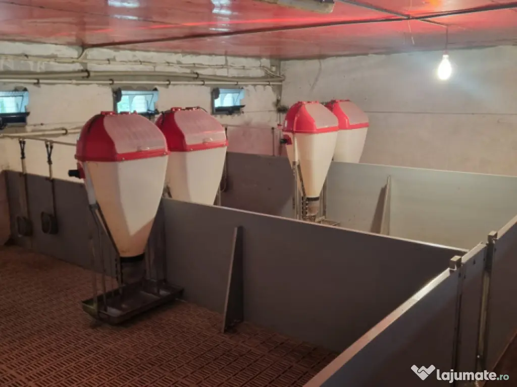 AFACERE LA CHEIE FERMA DE PORCI 