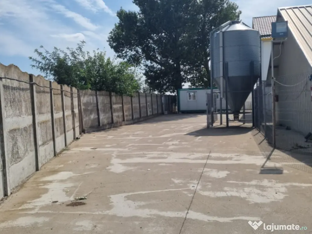 AFACERE LA CHEIE FERMA DE PORCI 