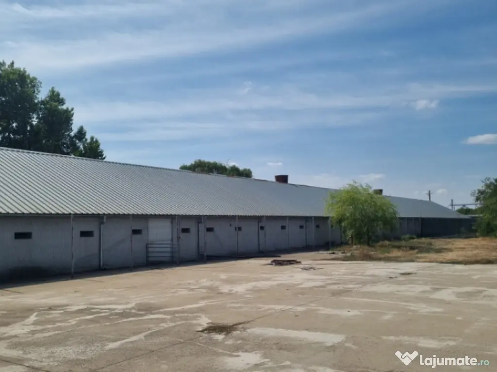 AFACERE LA CHEIE FERMA DE PORCI 