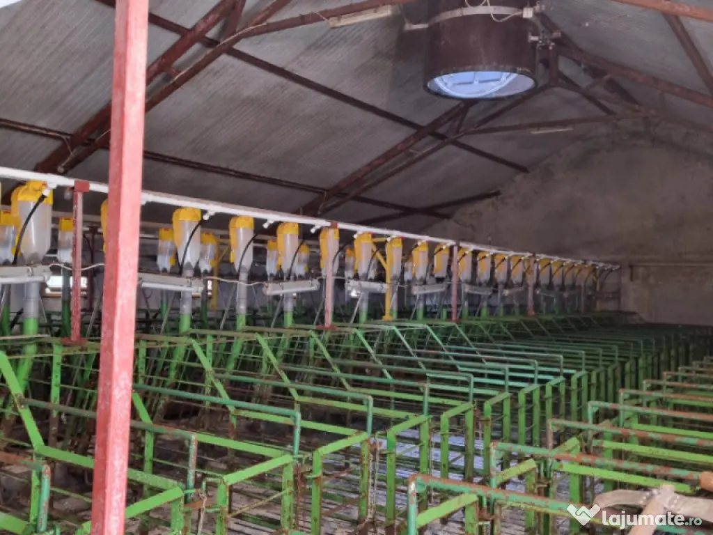 AFACERE LA CHEIE FERMA DE PORCI 