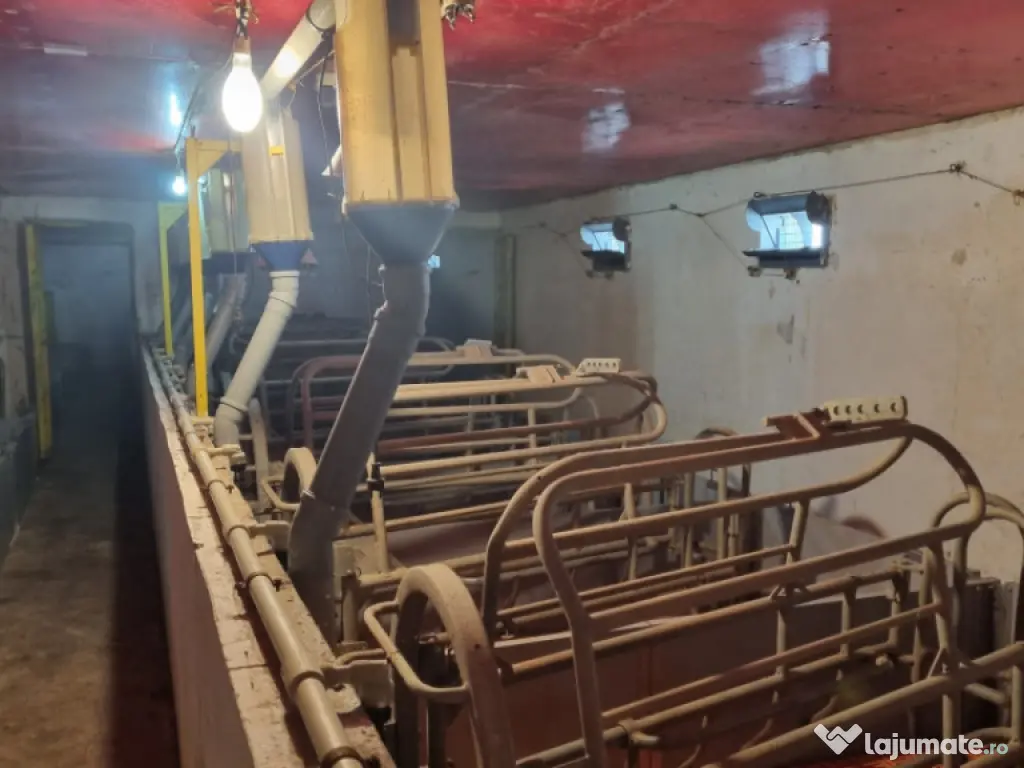 AFACERE LA CHEIE FERMA DE PORCI 