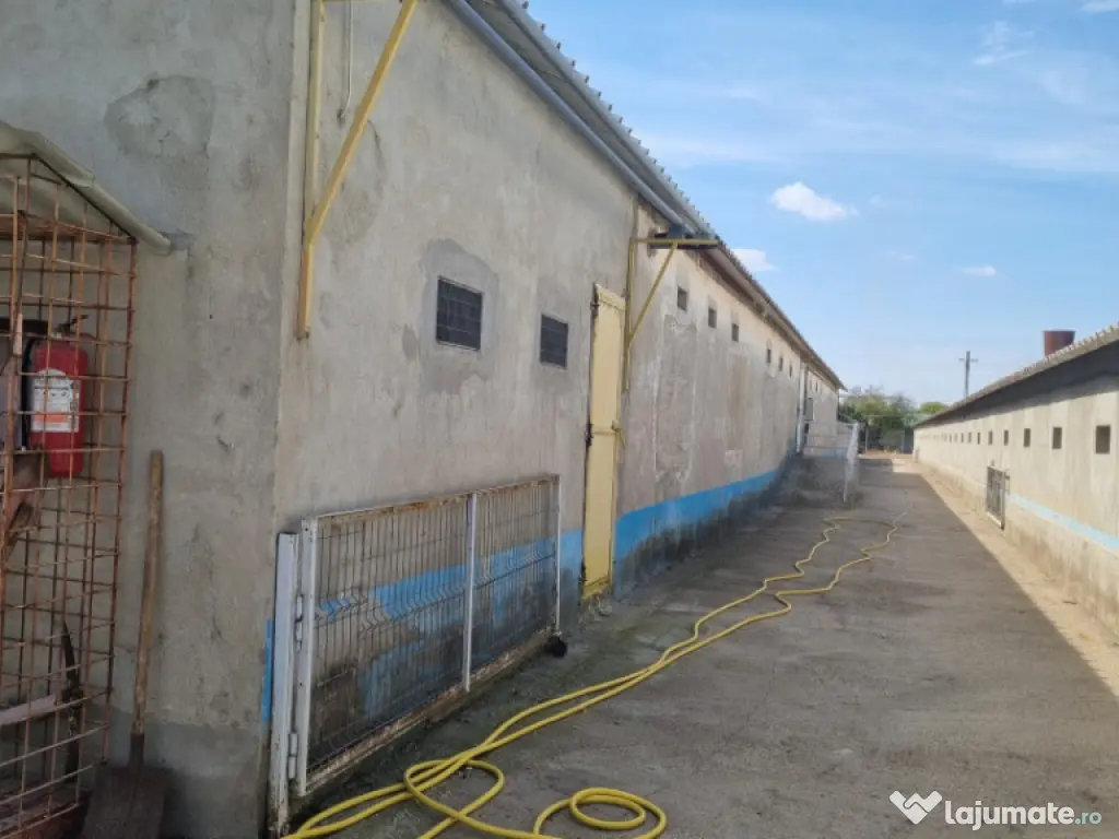 AFACERE LA CHEIE FERMA DE PORCI 