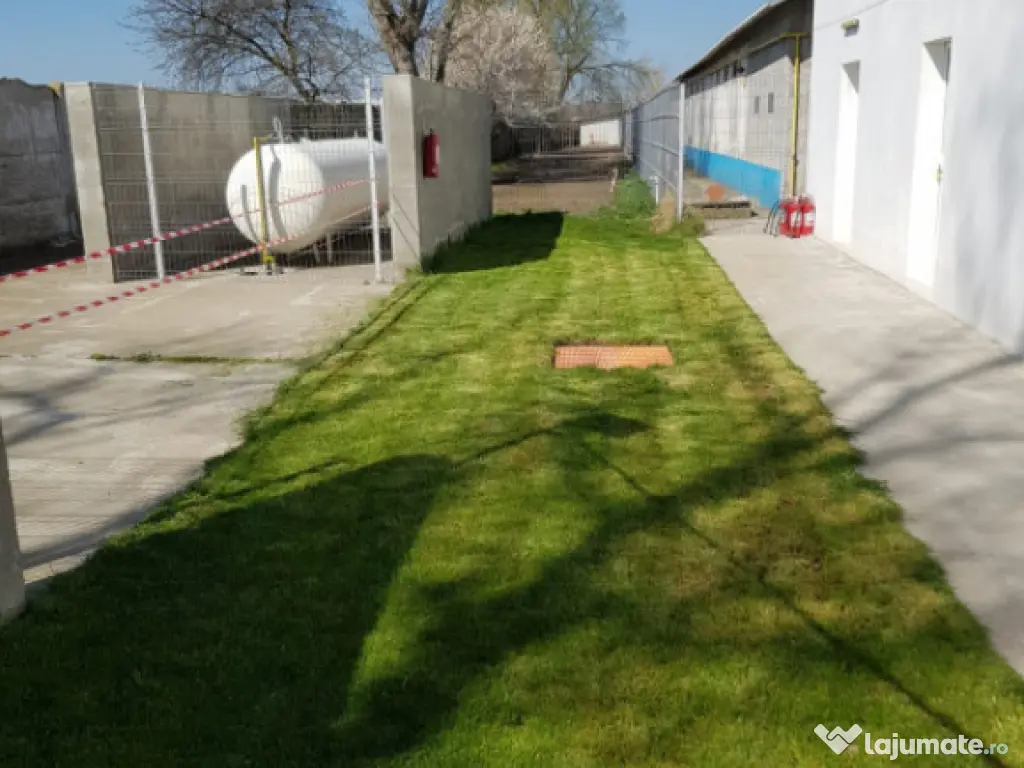 AFACERE LA CHEIE FERMA DE PORCI 