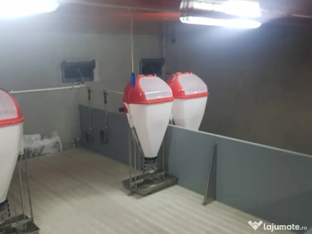 AFACERE LA CHEIE FERMA DE PORCI 