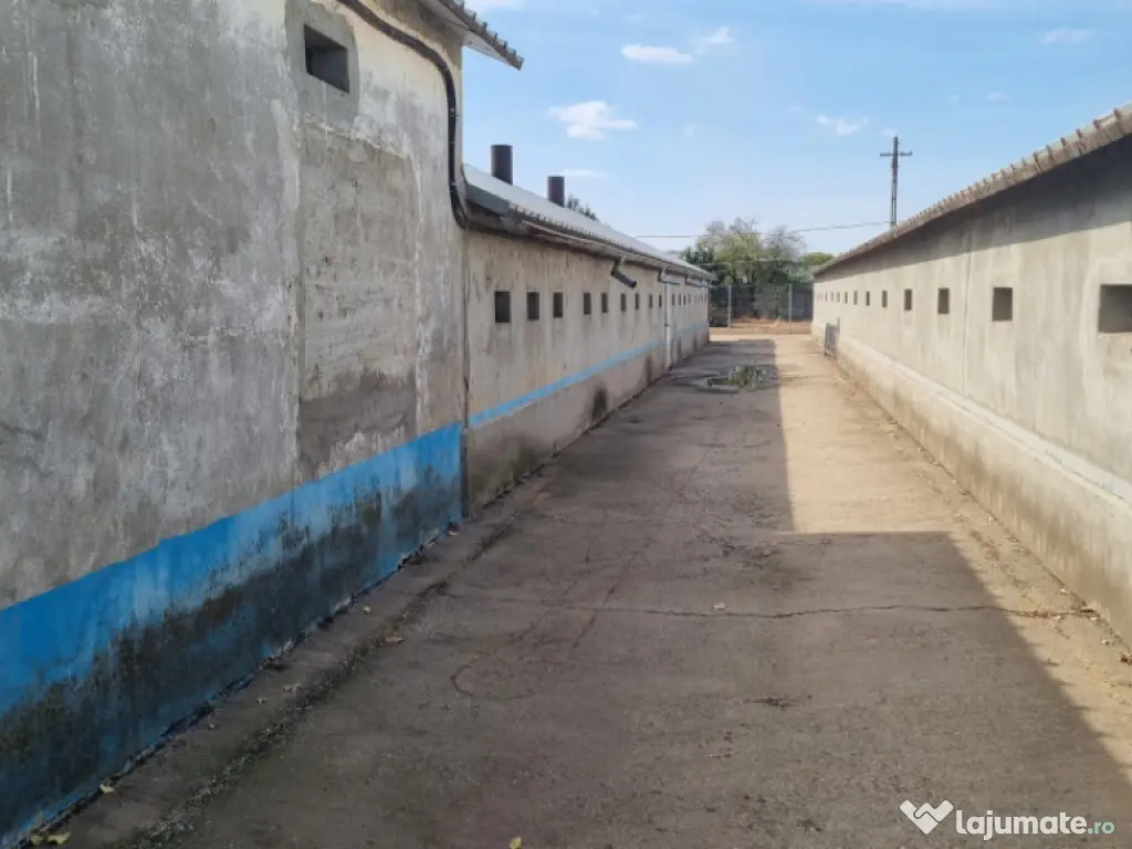 AFACERE LA CHEIE FERMA DE PORCI 