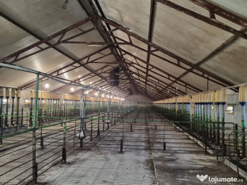 AFACERE LA CHEIE FERMA DE PORCI 