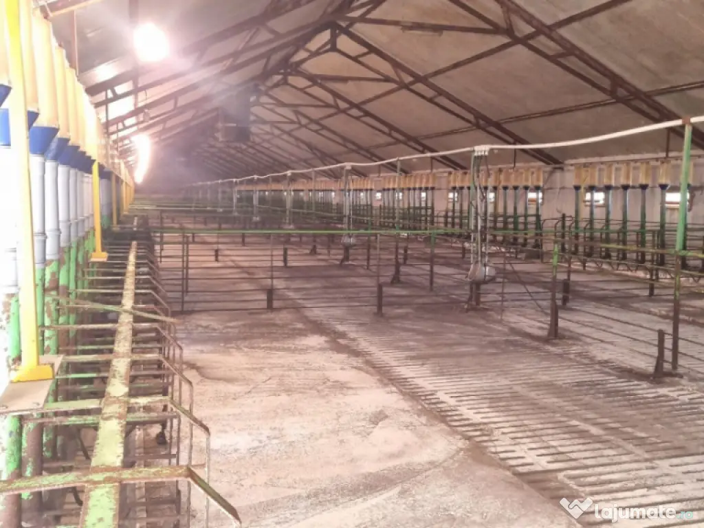 AFACERE LA CHEIE FERMA DE PORCI 