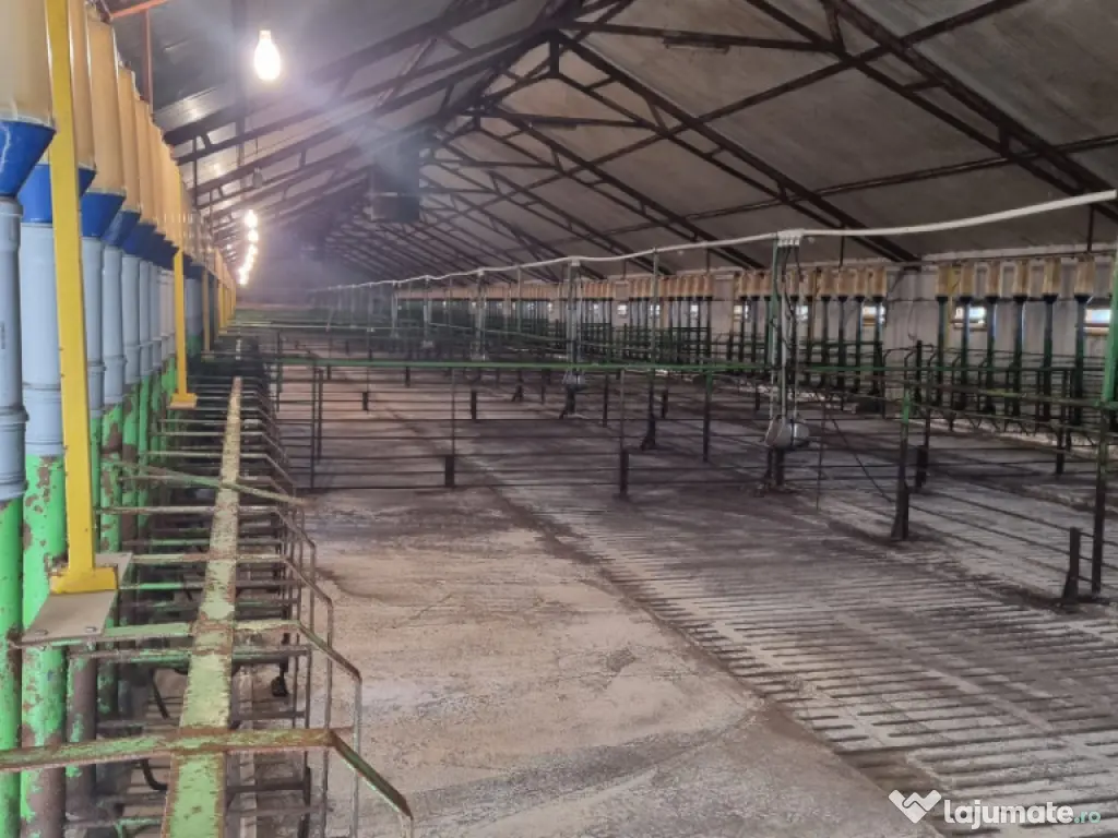 AFACERE LA CHEIE FERMA DE PORCI 