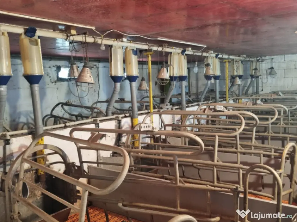 AFACERE LA CHEIE FERMA DE PORCI 