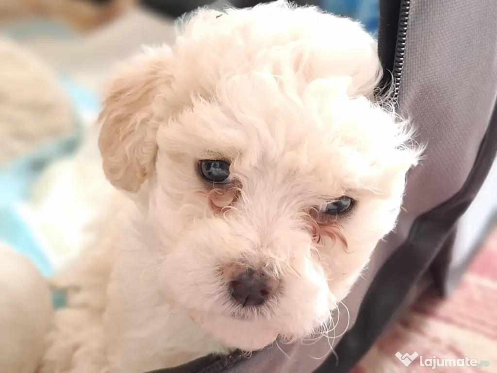 Bichon matlez 2 băieței și 2 fetițe 