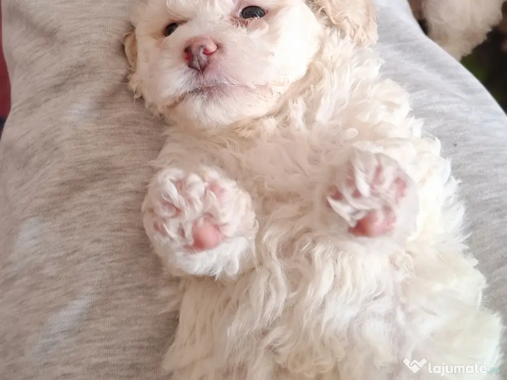 Bichon matlez 2 băieței și 2 fetițe 