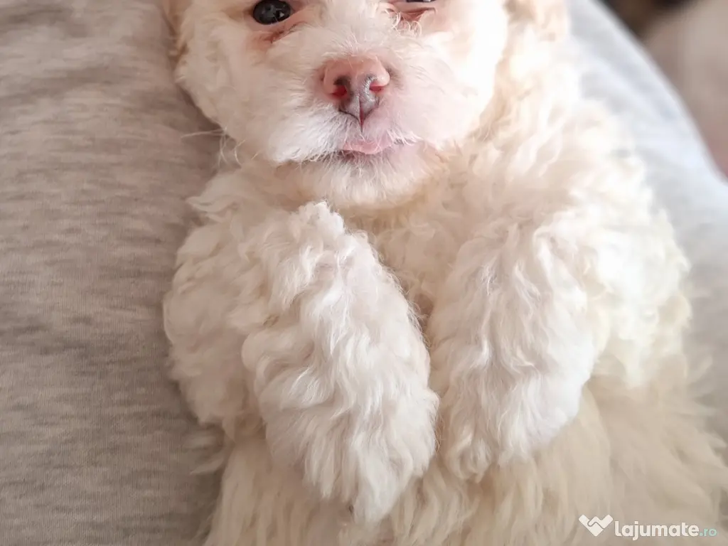 Bichon matlez 2 băieței și 2 fetițe 