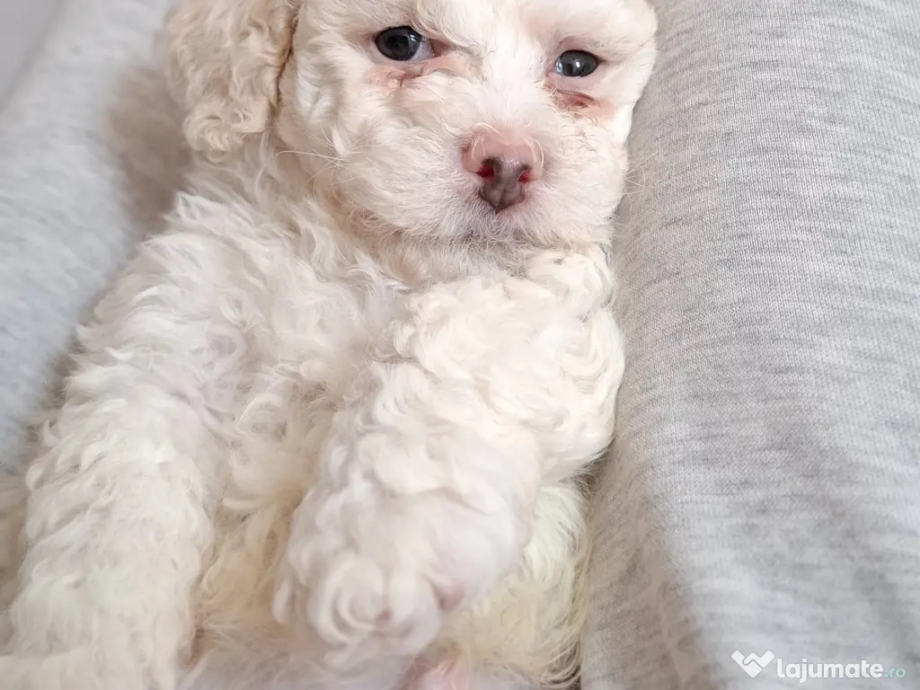 Bichon matlez 2 băieței și 2 fetițe 