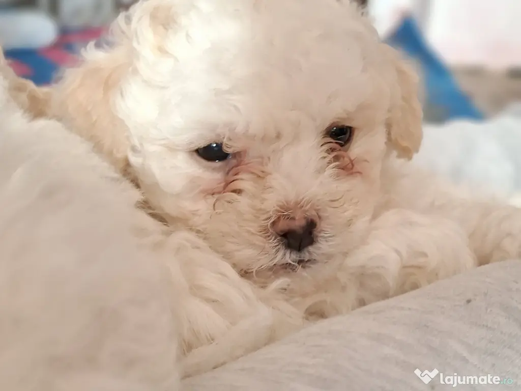 Bichon matlez 2 băieței și 2 fetițe 