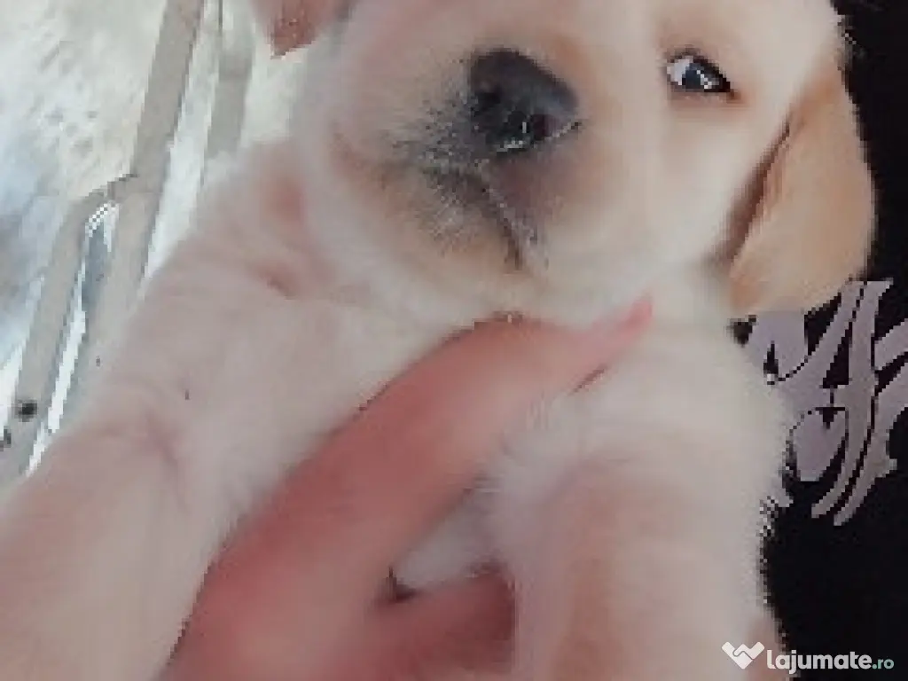 Vand Labrador Retriever 1 luna si 2 zile