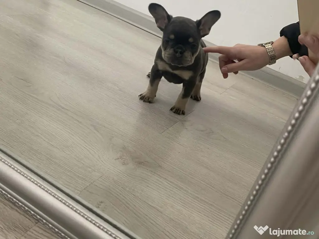 Cățelușă bulldog francez de vânzare