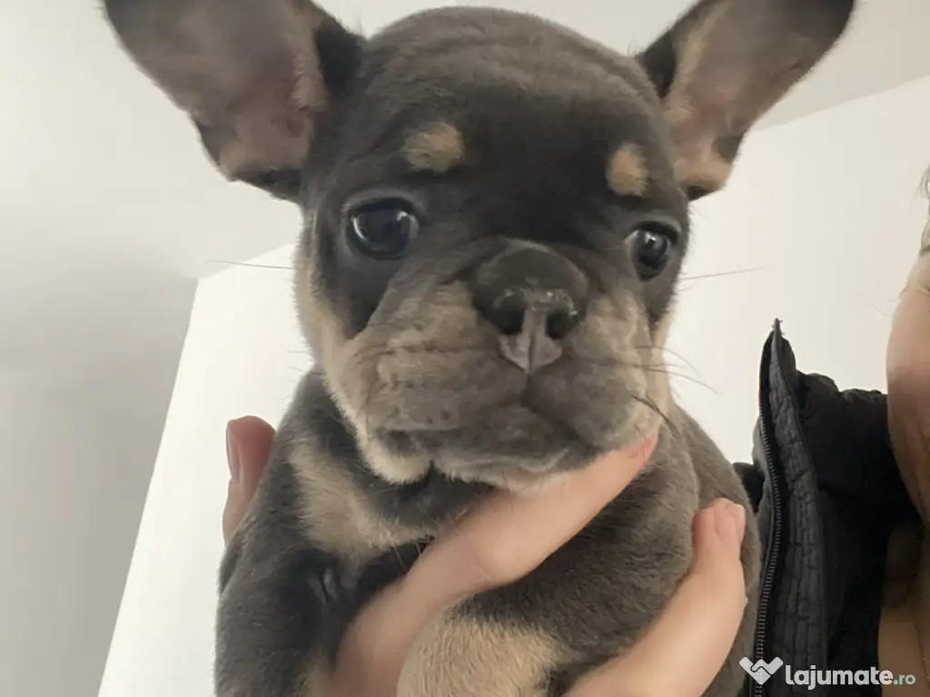 Cățelușă bulldog francez de vânzare