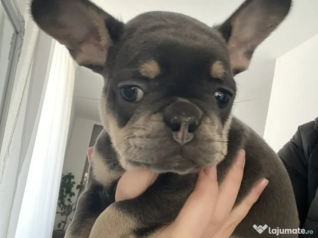 Cățelușă bulldog francez de vânzare