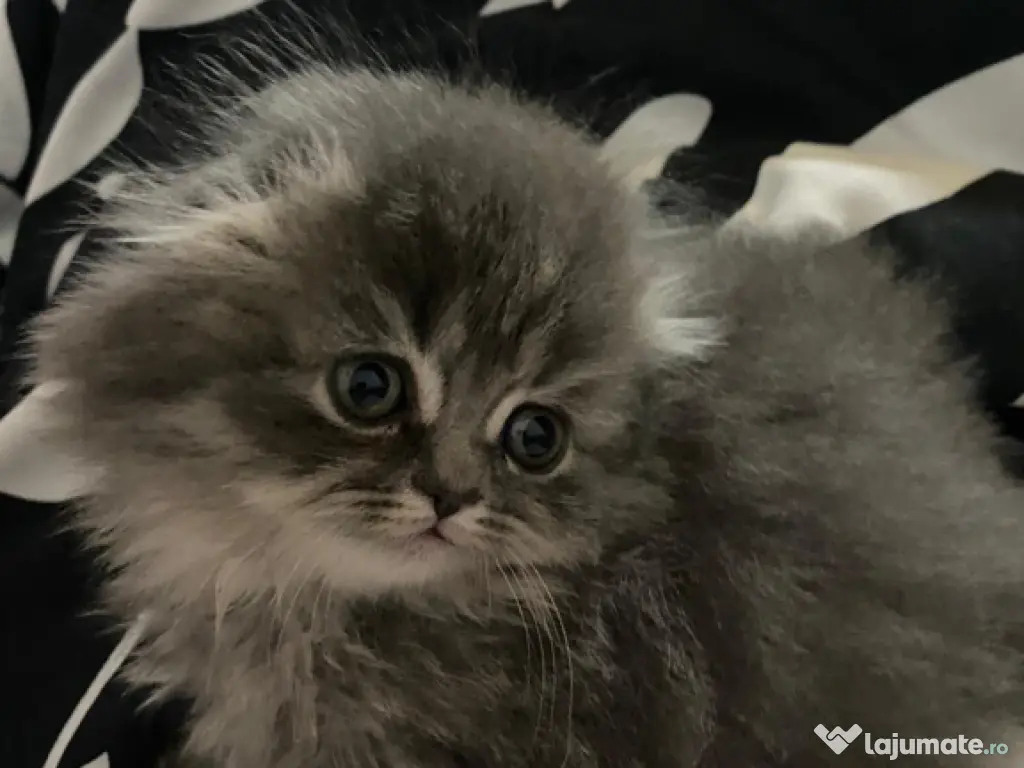 Motănel Scotthis Fold 