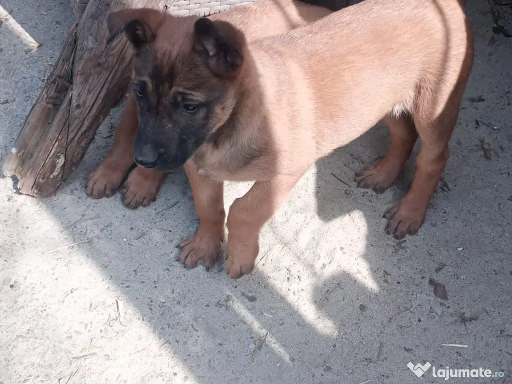 Pui ciobanesc belgian malinois 