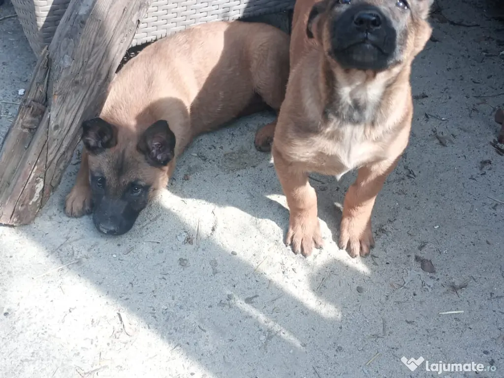 Pui ciobanesc belgian malinois 