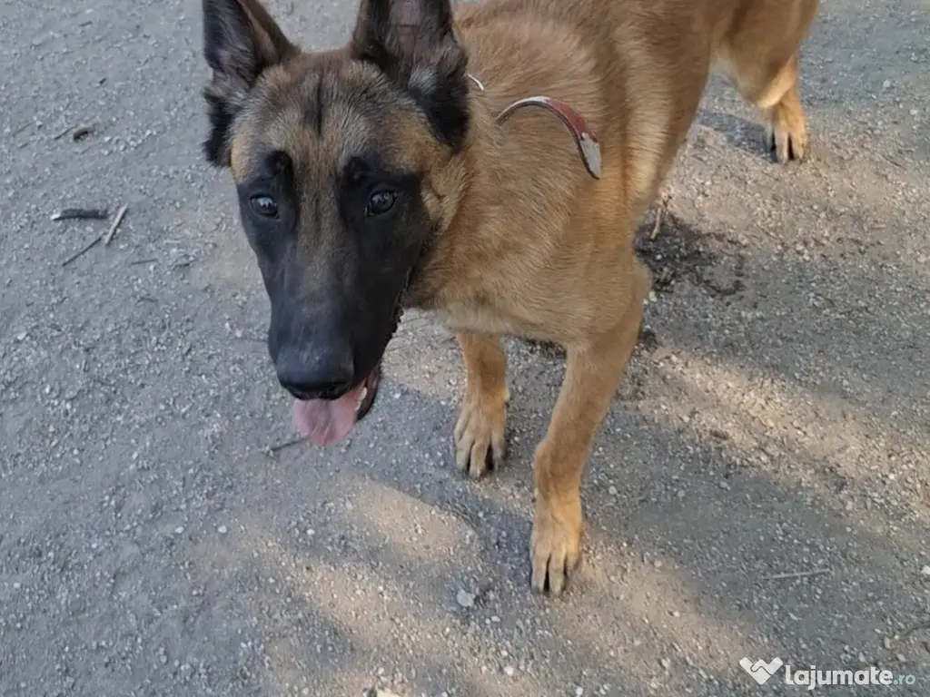 Pui ciobanesc belgian malinois 