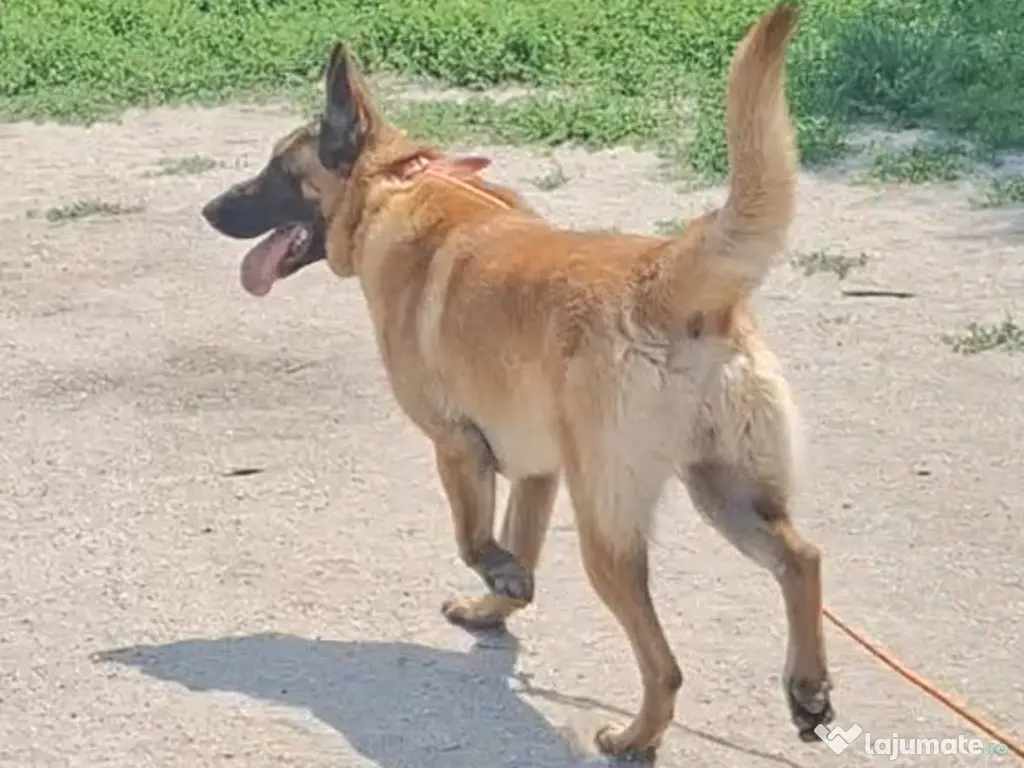 Pui ciobanesc belgian malinois 