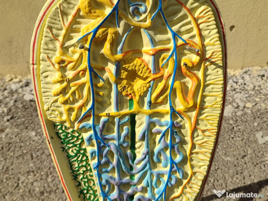 Macheta didactica anii '70 