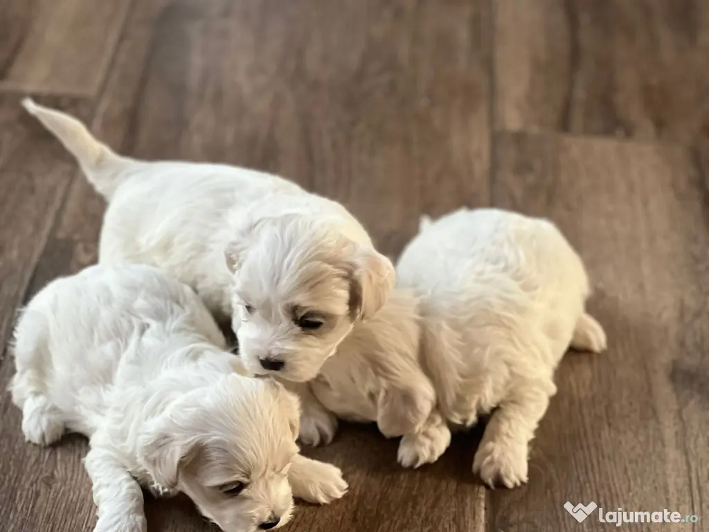 Catei Bichon (parinti rasa pura) - 3 baieti si o femela 