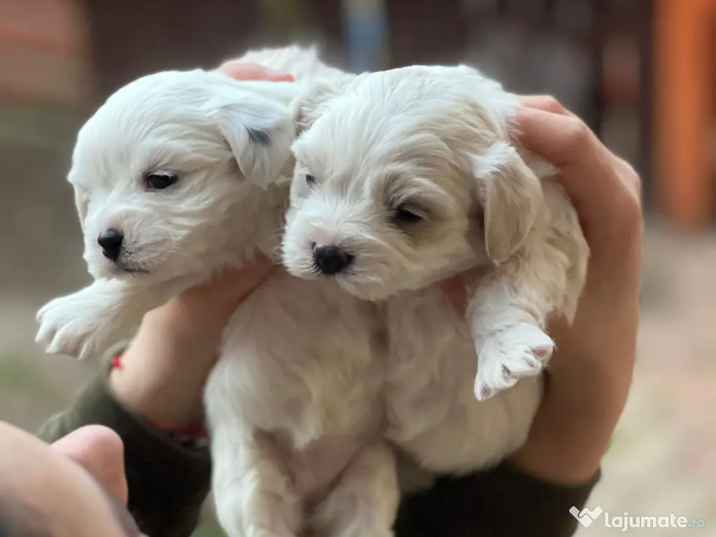 Catei Bichon (parinti rasa pura) - 3 baieti si o femela 