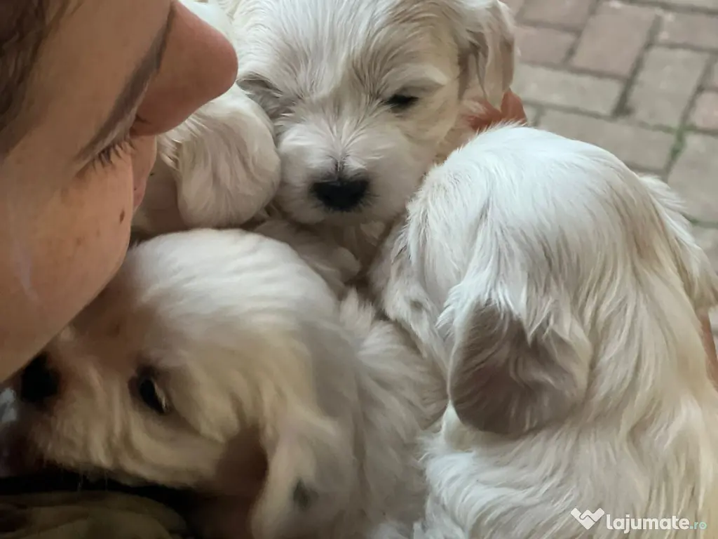 Catei Bichon (parinti rasa pura) - 3 baieti si o femela 