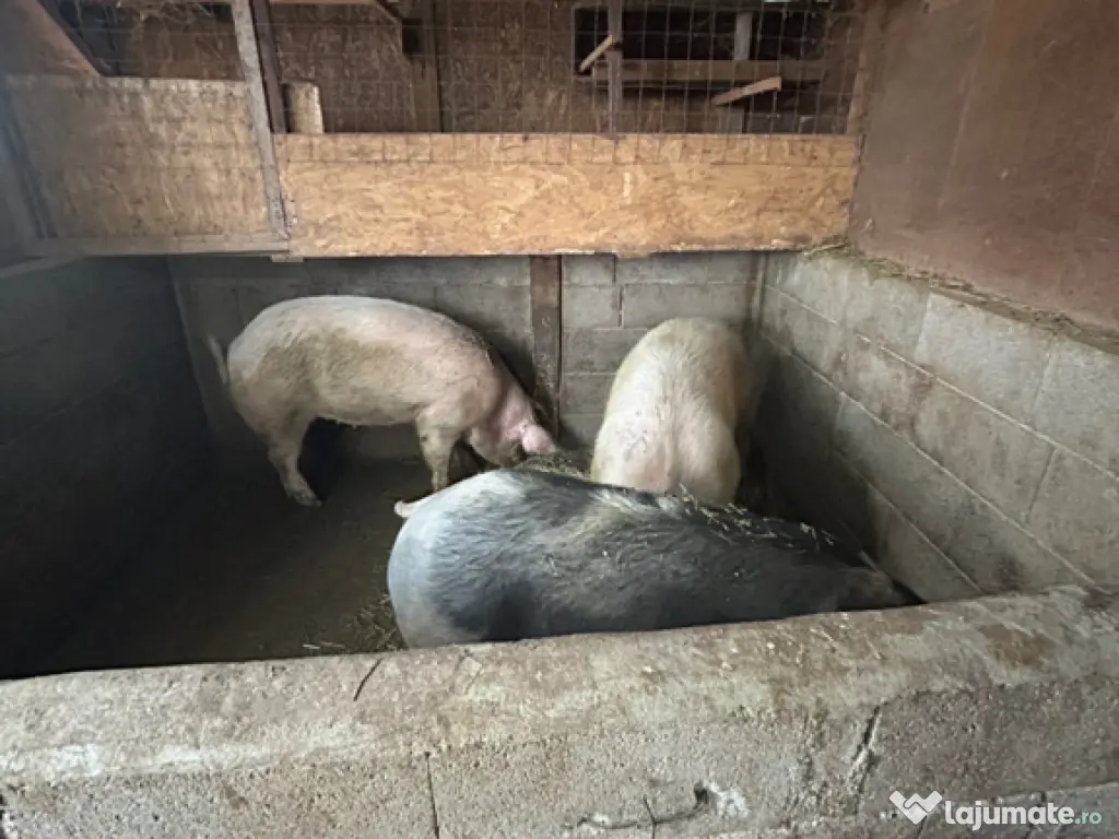 adidasi New Balance nr 42 