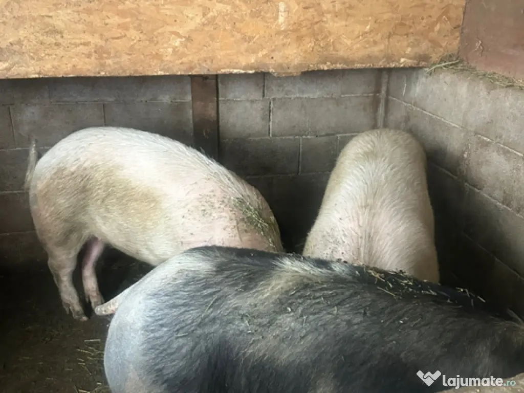 adidasi New Balance nr 42 