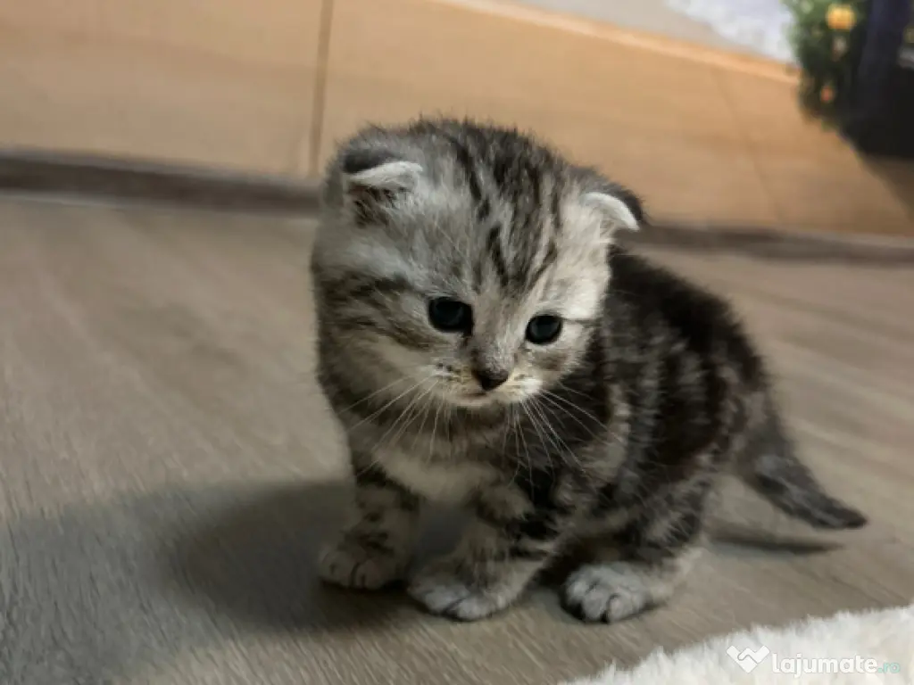 Pisoiasi Pufosenii mici cauta casuta noua!