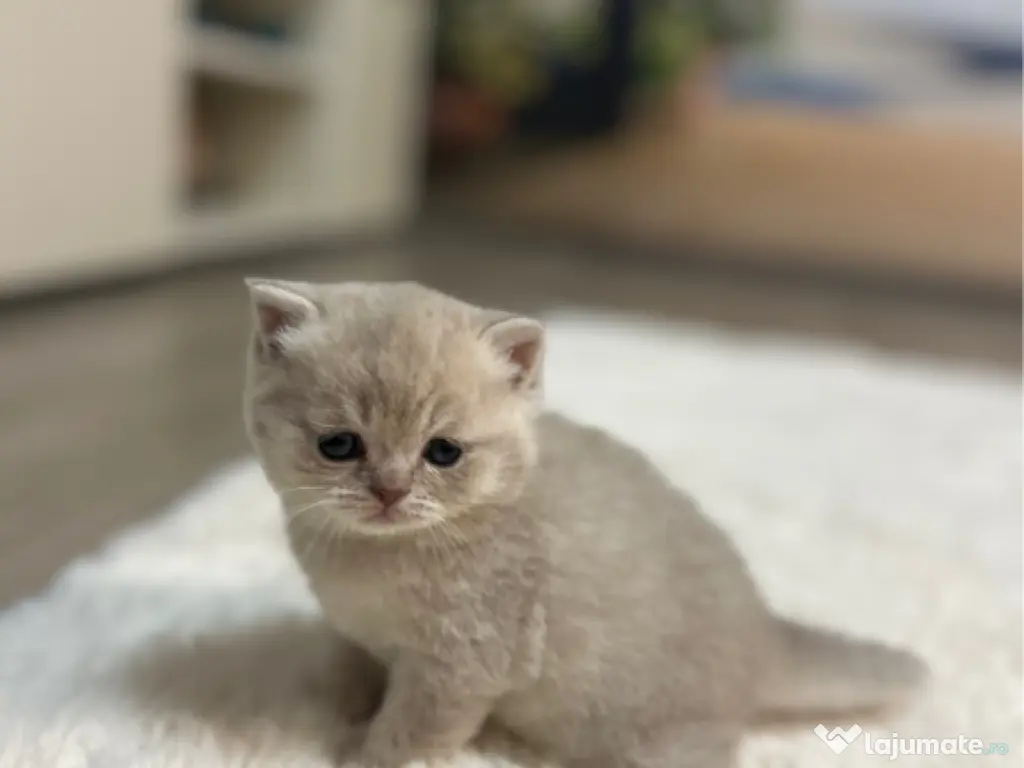 Pisoiasi Pufosenii mici cauta casuta noua!