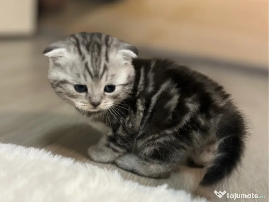 Pisoiasi Pufosenii mici cauta casuta noua!