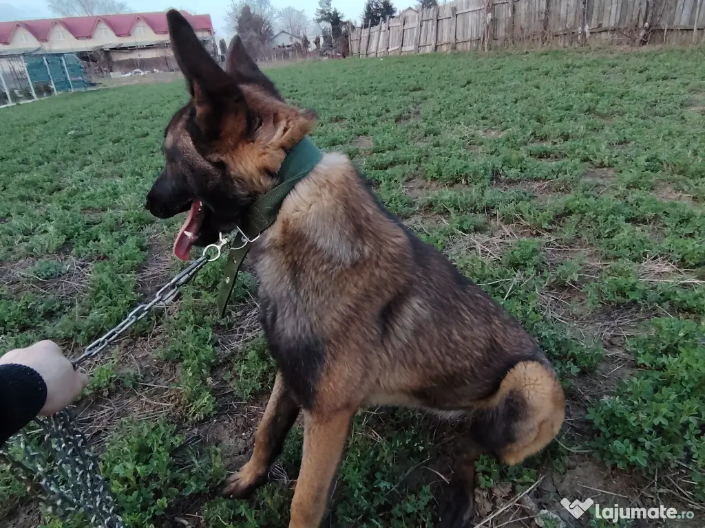 Vand femela belgian Malinos 