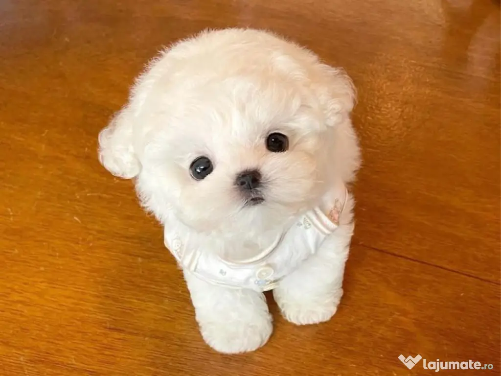 Bichon Maltez Mini Toy