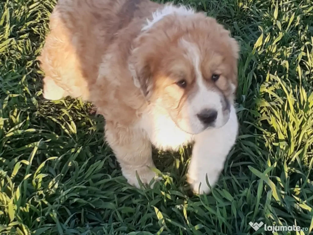 Mascul ciobanesc de asia centrala 