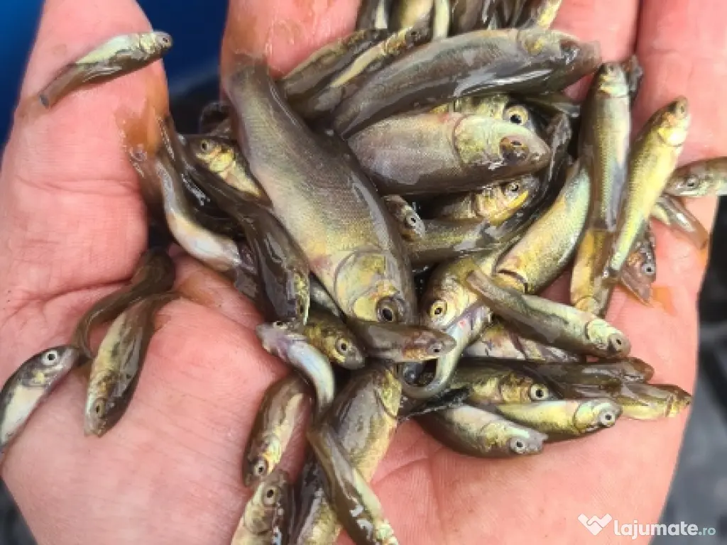 Puiet amur crap fitofag novac lin somn salau