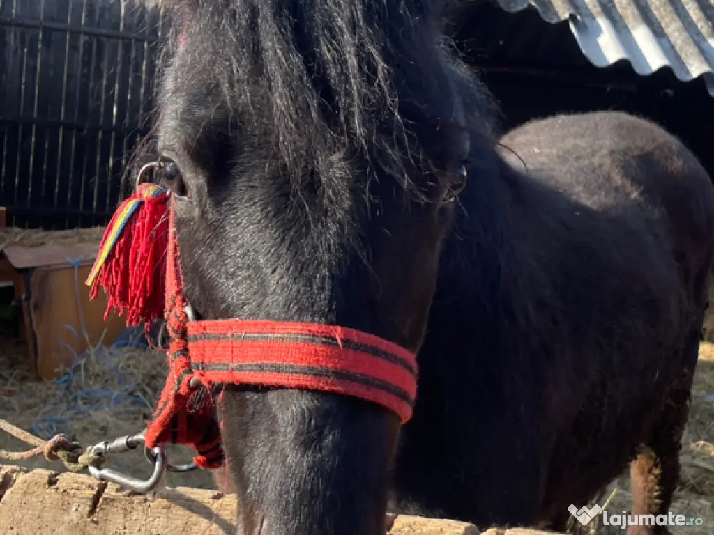 Vând 2 cai pachet !!!! Mânză 1 an și cal 7 ani castrat 