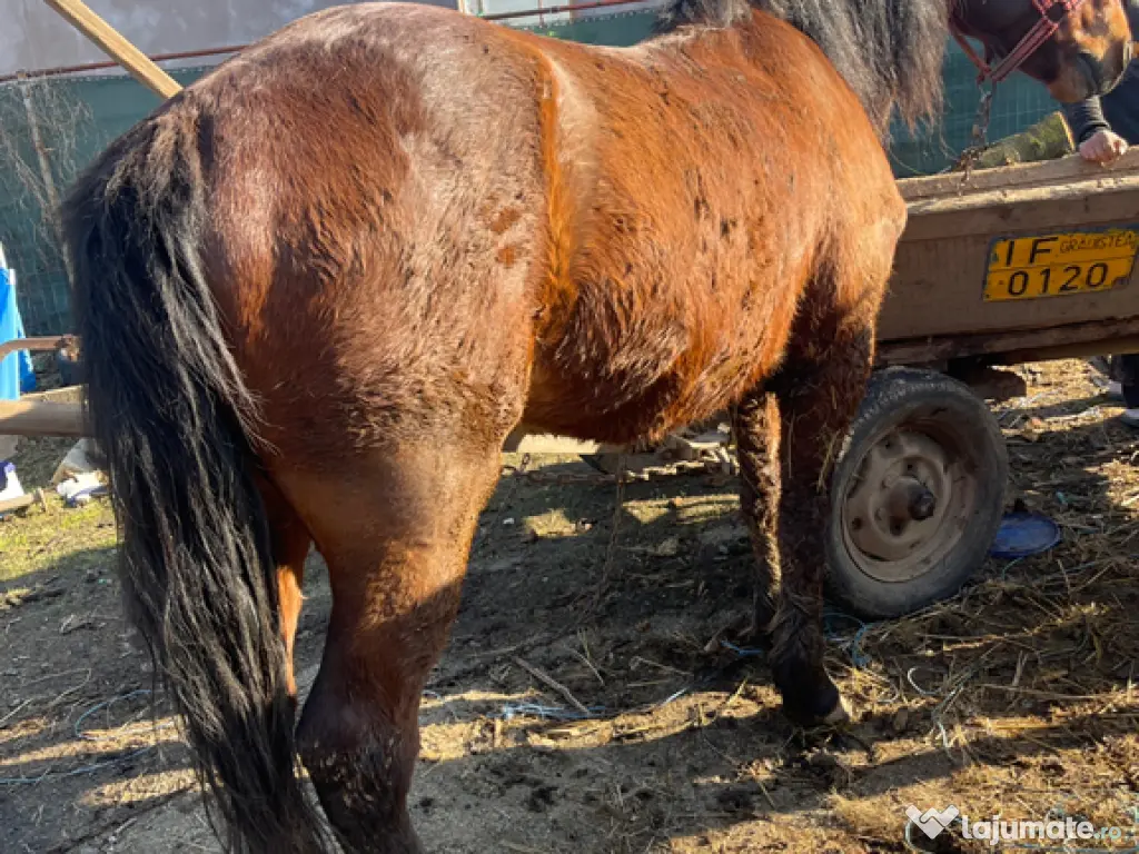 Vând 2 cai pachet !!!! Mânză 1 an și cal 7 ani castrat 