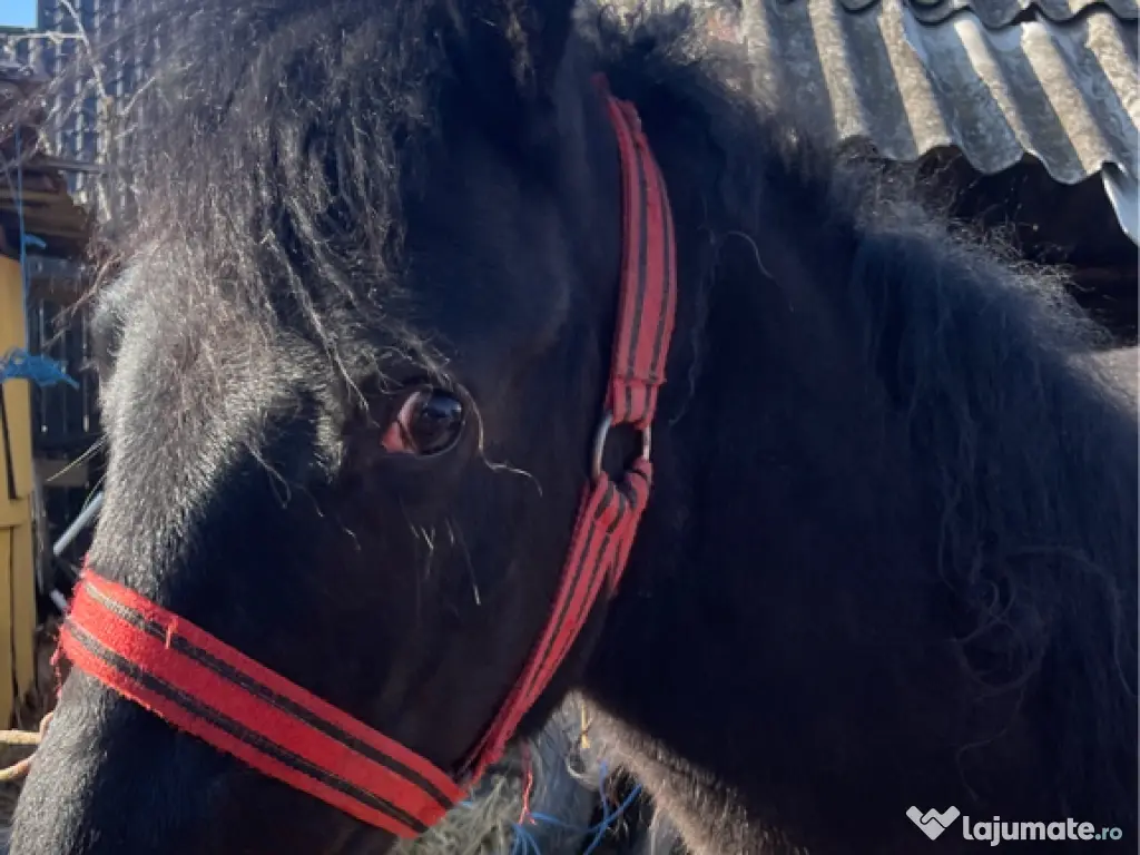 Vând 2 cai pachet !!!! Mânză 1 an și cal 7 ani castrat 