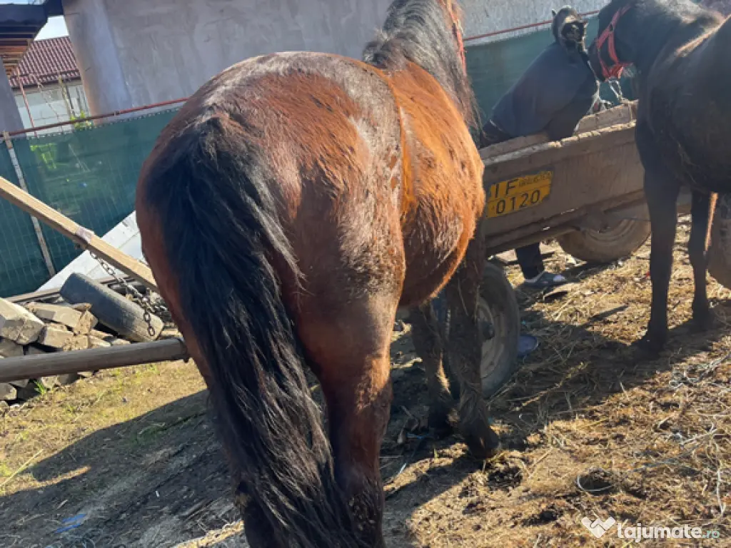 Vând 2 cai pachet !!!! Mânză 1 an și cal 7 ani castrat 