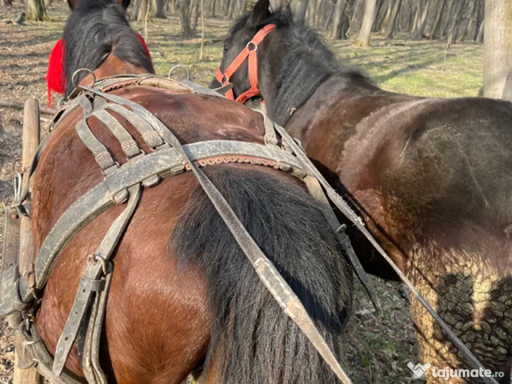 Vând 2 cai pachet !!!! Mânză 1 an și cal 7 ani castrat 
