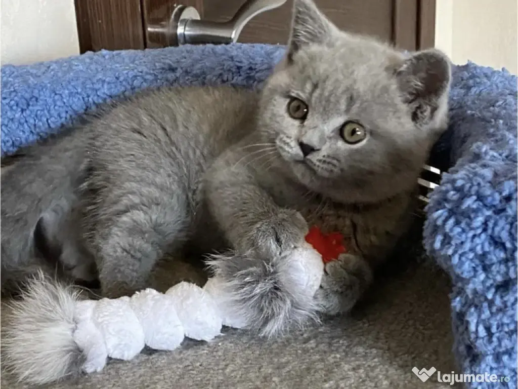 British shorthair pisoiasi 