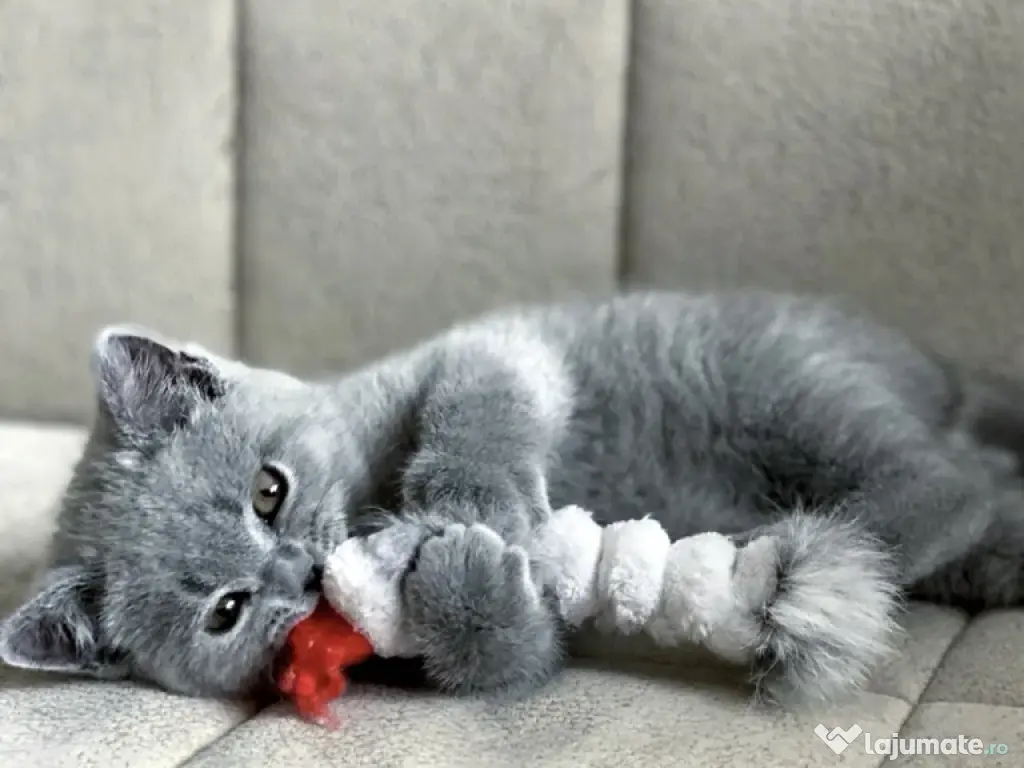 British shorthair pisoiasi 