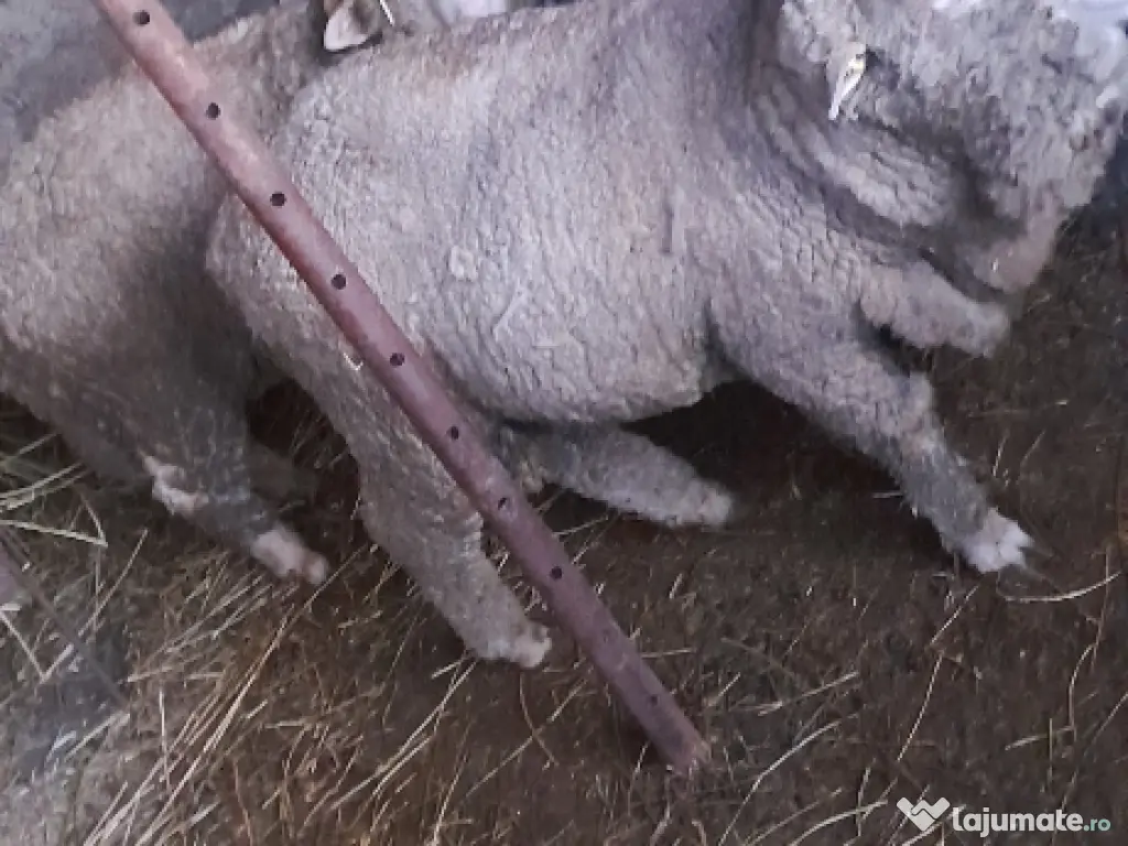 Vand berbecuti din toamna